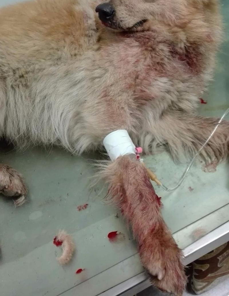 Un bărbat din Constanța plimba câinele pe stradă atunci când o mașină a oprit și cineva a împușcat animalul!