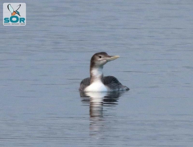 Descoperire fără precedent în România! Ce a apărut în urmă cu câteva zile, pe râul Olt!