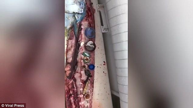 Descoperirea șocantă a unui pescar când a spintecat peștele prins. Ce se afla în interior depășește orice imaginație