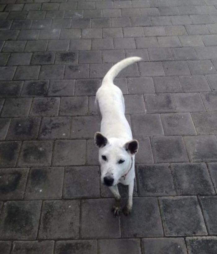 Cazul unei cățelușe a impresionat internetul! Dintr-un patruped aflat pe moarte, a ajuns să cucerească pe toată lumea cu frumusețea ei