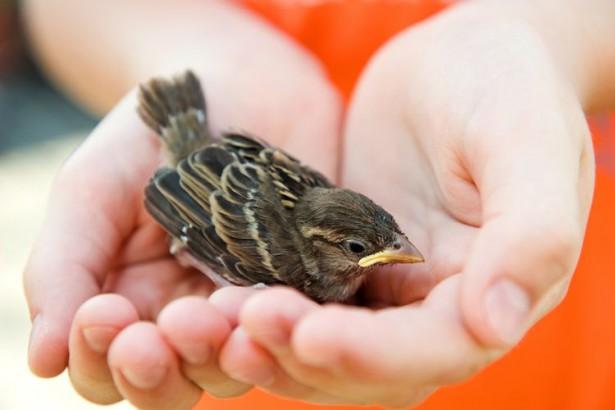 Superstiții de Sfântul Valentin. Cum afli care îți va fi sortitul