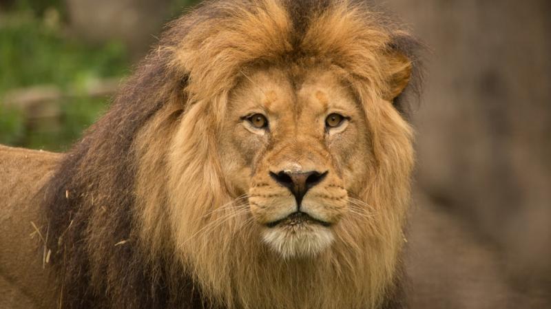 Secretele tale sunt dezvăluite în trei secunde! Privește imaginea, spune ce animal ai văzut și află TOTUL despre tine!