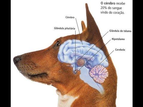 Interpretare vise. Ce visează câinii și pisicile