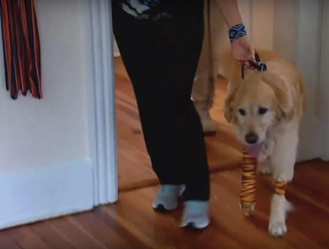 Erou cu pedigree! A vrut să-și dea viața pentru o femeie nevăzătoare! Ce gest a făcut un câine pentru stăpâna sa