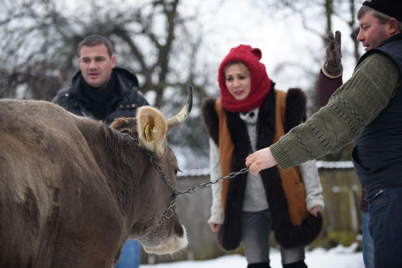 Joi, 1 Martie, de la ora 21.15, la "Ie, Românie": Mircea Radu le pune văcuțelor să asculte Mozart, ca să dea mai mult lapte