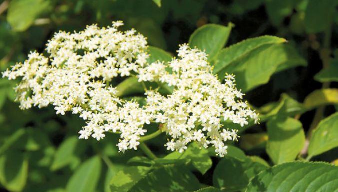 Păstrăzează în bucătăria ta aceste cinci plante! Ce ar trebui să conţină o trusă medicală cu remedii naturale pe care să o ai mereu in casă - Vindecă arsurile și nu numai