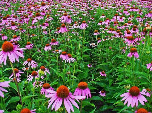 Păstrăzează în bucătăria ta aceste cinci plante! Ce ar trebui să conţină o trusă medicală cu remedii naturale pe care să o ai mereu in casă - Vindecă arsurile și nu numai