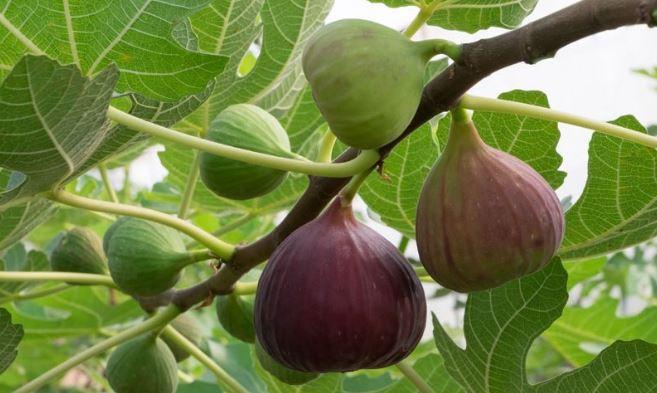 De câte ori te-ai întrebat ce e smochinul? Știai că e recomandat pentru tratarea bronșitei, laringitei si a pneumoniei?