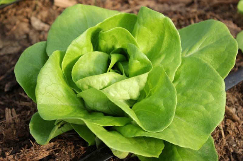Dieta cu salată verde. Slăbeşti fără să te înfometezi