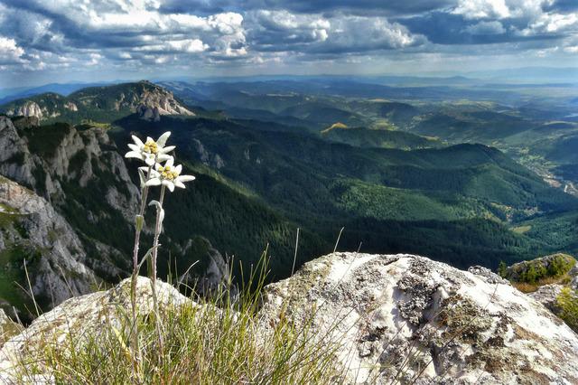 De ce este floarea de colţ SIMBOLUL IUBIRII. Este declarată din 1993 monument al naturii, în România