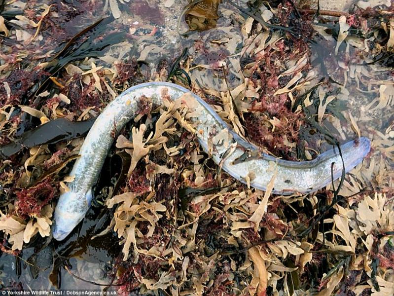 IMAGINILE PRĂPĂDULUI lăsat de furtuna Emma! ”Exact ca după război, haos total!”