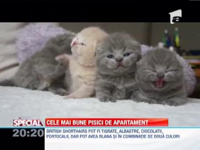British Shorthairs Cele Mai Bune Pisici De Apartament
