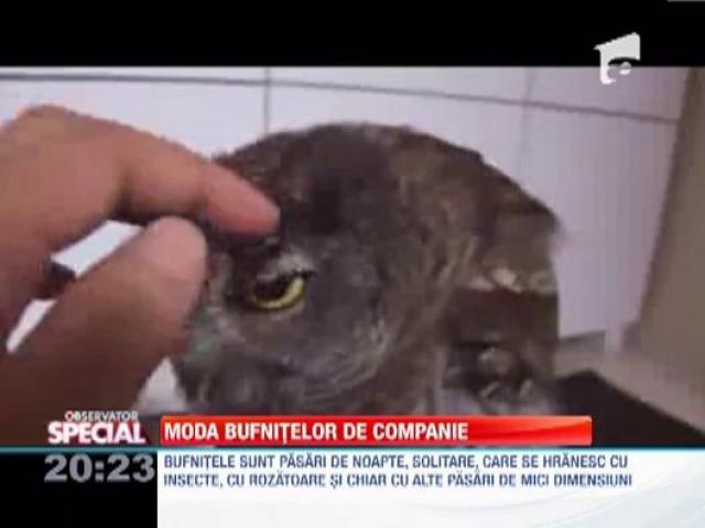 Observator Special Bufnita De Companie Cel Mai Ochios Prieten