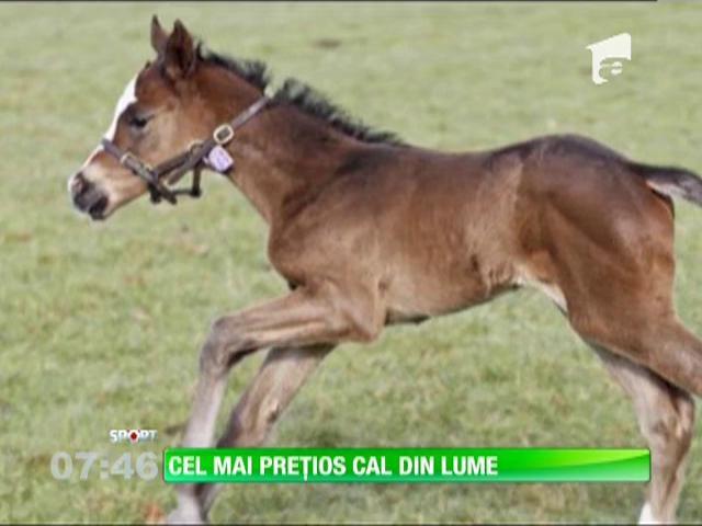 Cel Mai Scump Manz Din Lume Născut Din Tată Campion De 120 Milioane De Euro