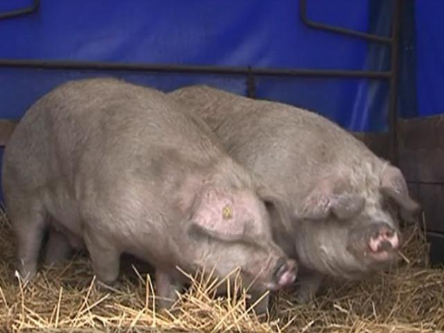 De Ce S A Scumpit Si Porcul De Craciun Cu Cat Se Vinde Kilogramul In Targuri Foto