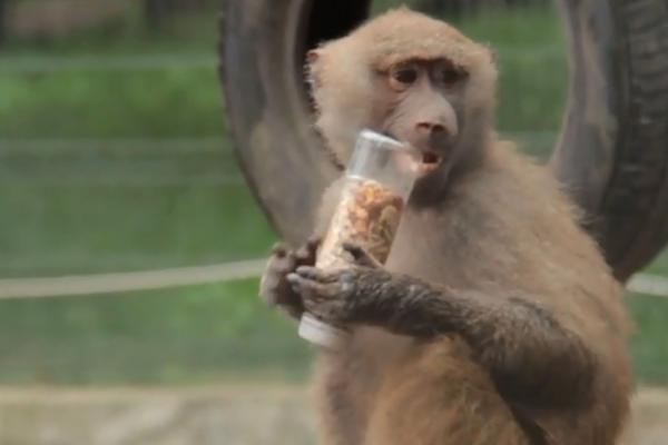 Informații Despre Maimute