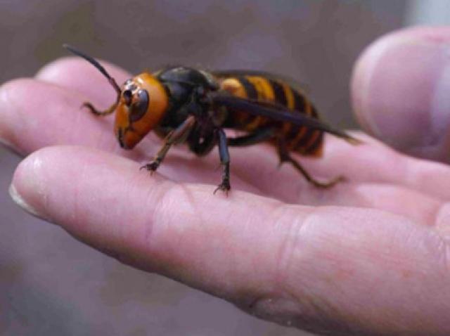 Cele Mai Periculoase Insecte Din Lume Antena 1