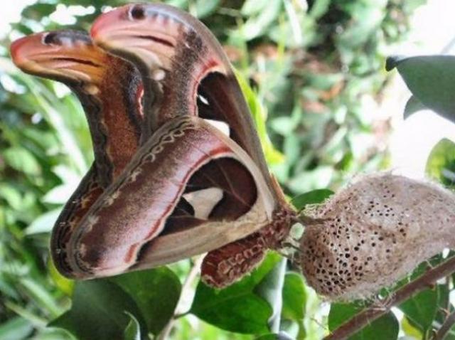 Impotriva Legilor Firii Combinatie De Fluture Si Sarpe Creatura Ciudata Ce I A Speriat Pe Chinezi Antena 1