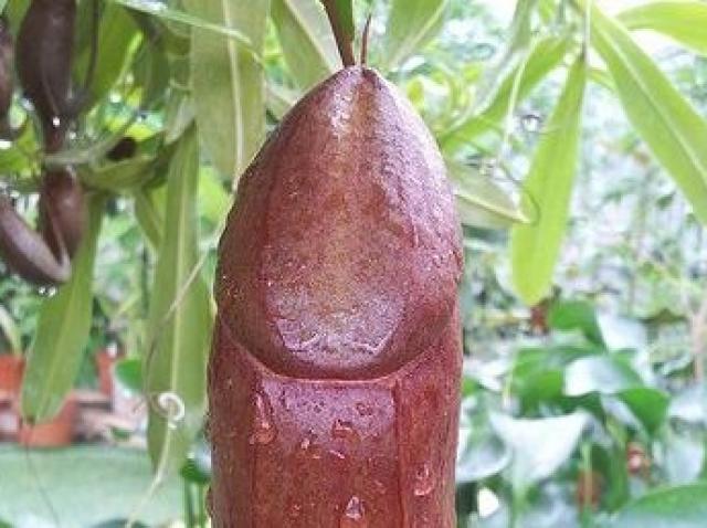 planta pentru penisul plantelor