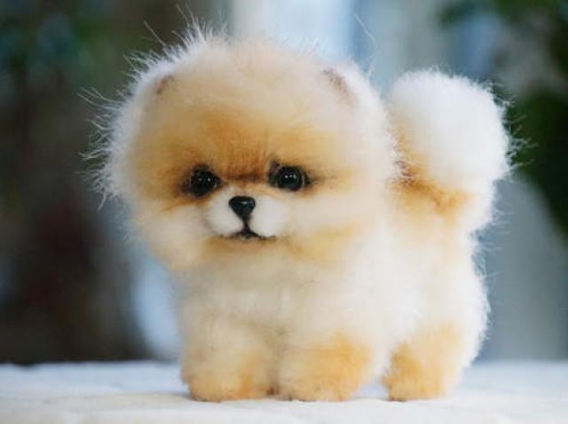 Mori De Ras Dacă Auzi Cum Latră Bijuteria Aceasta De Caine E Mic Dar Nu Se Lasă Antena 1