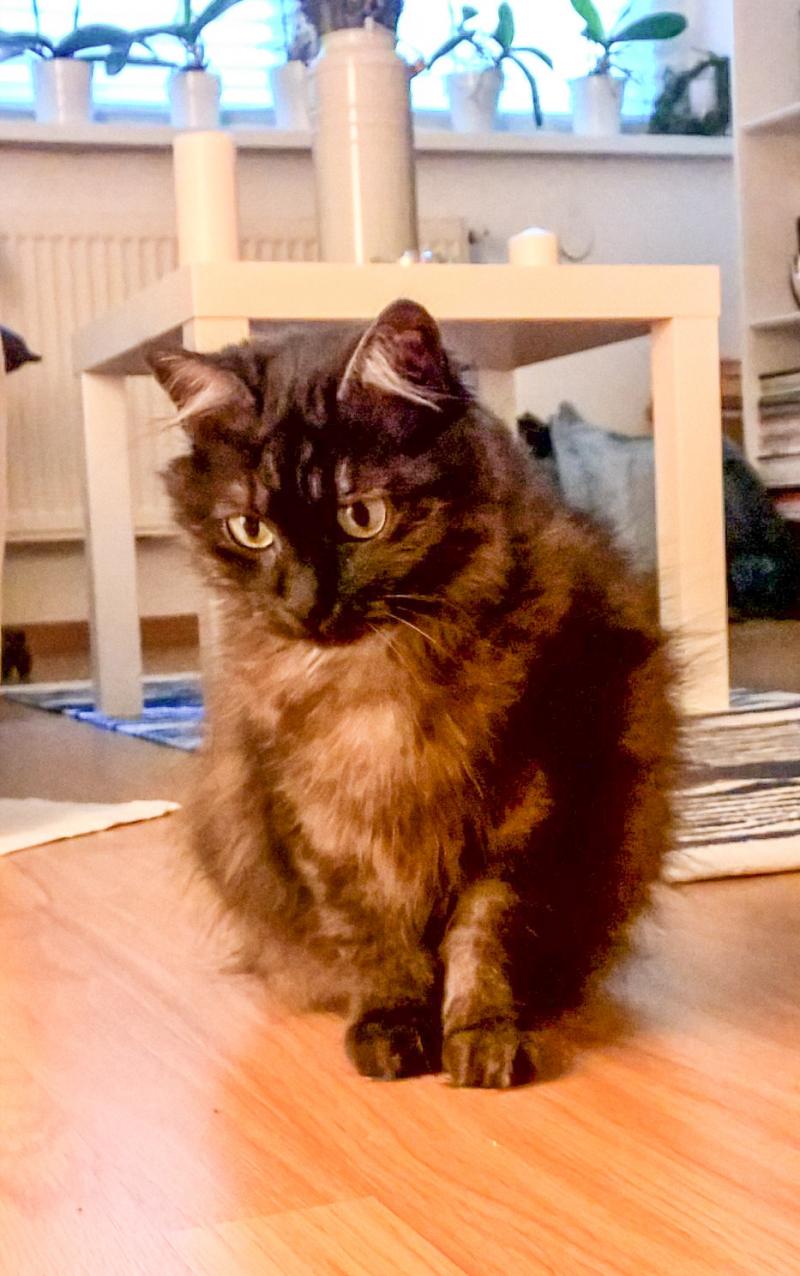 Cristi Iacob, juratul de la „Te cunosc de undeva!”, este un mare iubitor de pisici: „Eu sunt cel care o moșește pe Usi, pisicuța noastră”