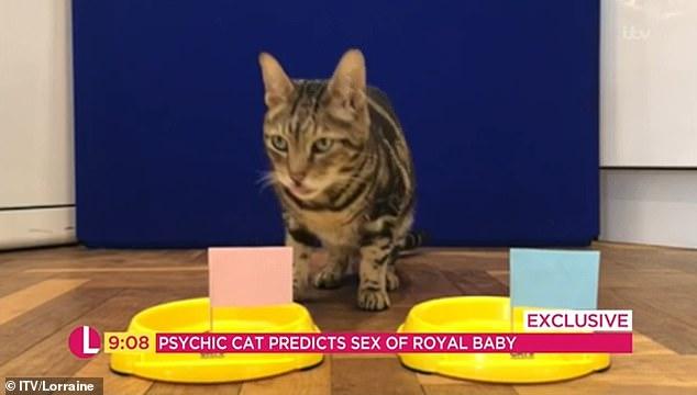 Meghan Markle și Prințul Harry vor avea o fetiță! O felină a prezis totul, în urmă cu puțin timp!