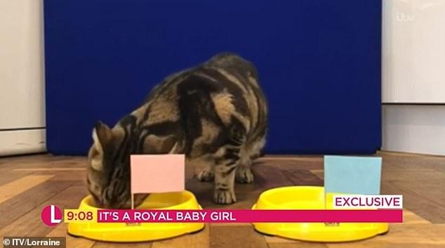 Meghan Markle și Prințul Harry vor avea o fetiță! O felină a prezis totul, în urmă cu puțin timp!