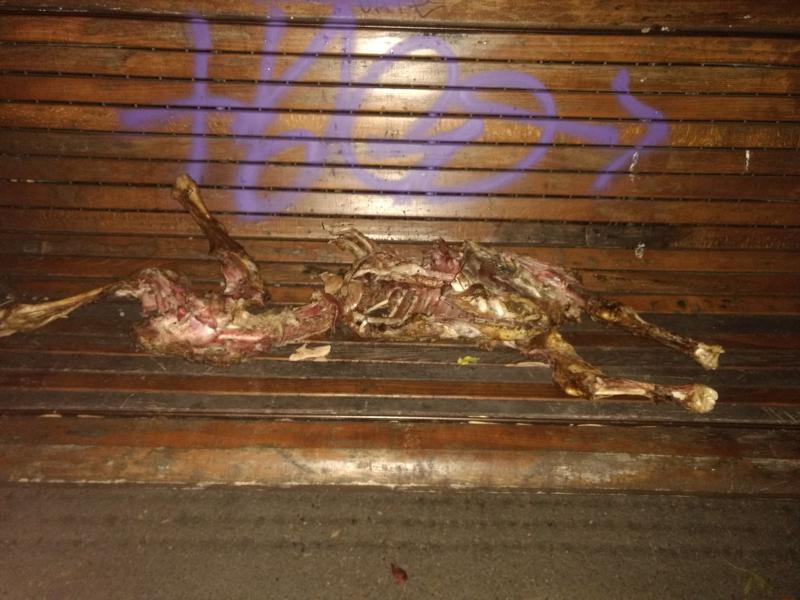 Clipe de coșmar în București! Trecătorii s-au ÎNGROZIT când au văzut ce se află pe o bancă