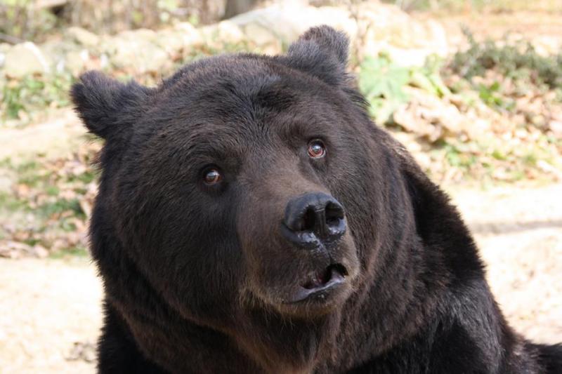 A murit Max, ursul de la Peleș. I-au scos ochii cu un bold, i-au dat cu spray, l-au drogat cu bere. Acum nu-l mai doare nimic...