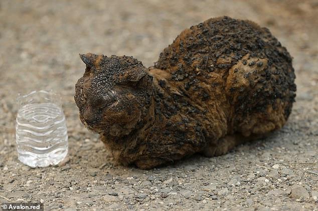 Durere fără margini! Așa arată animalele supraviețuitoare în urma incendiilor devastatoare din Califiornia! Imagini cu puternic impact emoțional