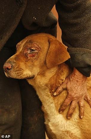 Durere fără margini! Așa arată animalele supraviețuitoare în urma incendiilor devastatoare din Califiornia! Imagini cu puternic impact emoțional