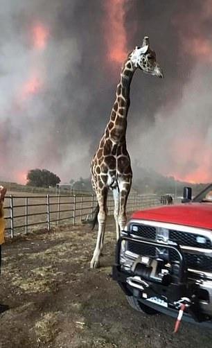 Durere fără margini! Așa arată animalele supraviețuitoare în urma incendiilor devastatoare din Califiornia! Imagini cu puternic impact emoțional