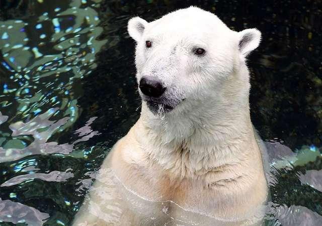 A murit cel mai trist urs polar din lume după ce și-a petrecut 21 de ani într-o cușcă de beton! Povestea lui a emoționat o lume întreagă
