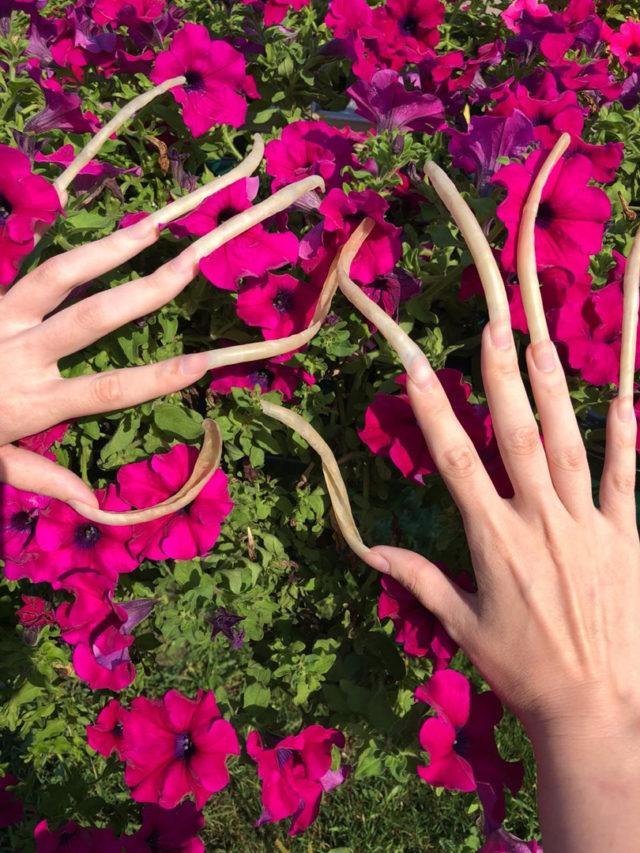 O rusoaică a atins recordul mondial pentru cele mai lungi unghii de pe Planetă! Timp de 4 ani nu și-a tăiat niciodată unghiile, iar acum au ajuns să aibă o lungime de neimaginat!