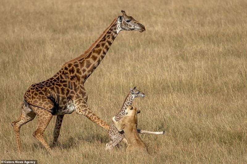 Imaginile care au impresionat o lume întreagă! O mamă girafă disperată luptă pentru a-și salva puiul din ghearele unui leu înfometat