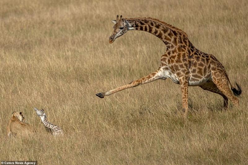 Imaginile care au impresionat o lume întreagă! O mamă girafă disperată luptă pentru a-și salva puiul din ghearele unui leu înfometat