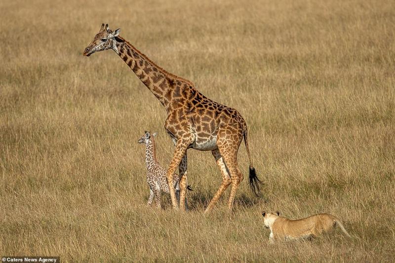 Imaginile care au impresionat o lume întreagă! O mamă girafă disperată luptă pentru a-și salva puiul din ghearele unui leu înfometat