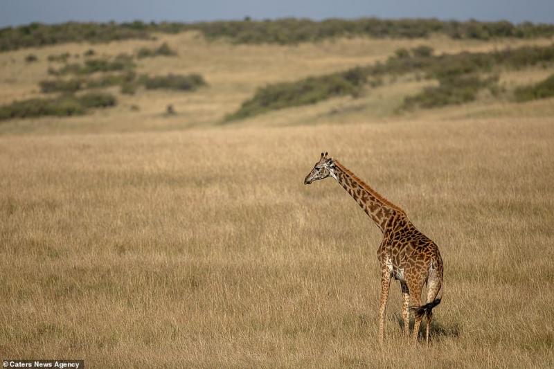 Imaginile care au impresionat o lume întreagă! O mamă girafă disperată luptă pentru a-și salva puiul din ghearele unui leu înfometat