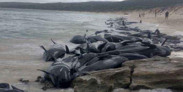 Mărturie șocantă despre moartea celor 145 de balene eșuate pe o plajă: ,,Nu o sa uit niciodată cum plângeau, cum se uitau la mine, cum încercau cu disperare să înoate..."