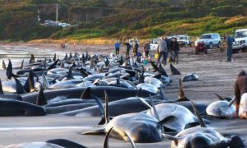 Mărturie șocantă despre moartea celor 145 de balene eșuate pe o plajă: ,,Nu o sa uit niciodată cum plângeau, cum se uitau la mine, cum încercau cu disperare să înoate..."