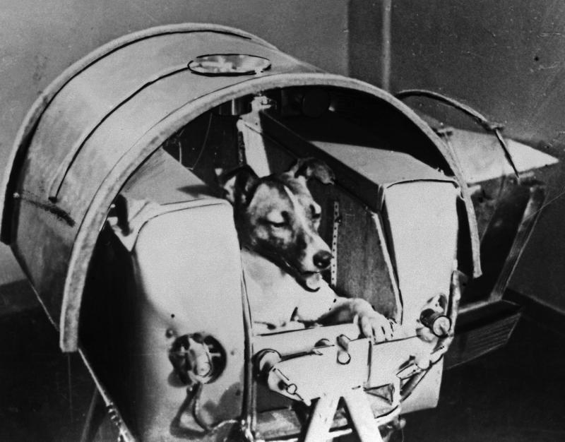 Cel mai faimos câine nu a fost iubit! Laika a fost trimisă de ruși să moară singură și speriată în spațiu. Care a fost cel mai frumos moment din viața ei - FOTO