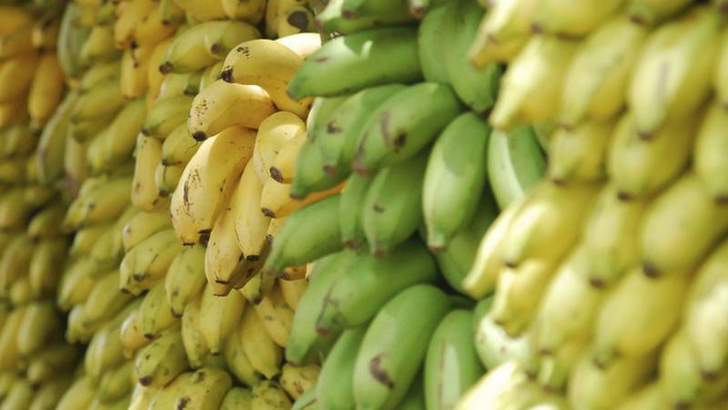 Mare atenție! Toți consumatorii de banane sunt în pericol! A fost plantată prima cultura de banane care crește fără nicio urmă de pământ! Motivul este halucinant