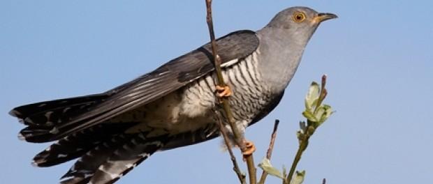 Buna Vestire 2019. Ce să faci azi ca să ai noroc de dragoste și bani