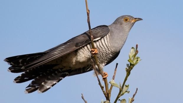 Tradiții și superstiții de Buna Vestire. Duminică e Ziua Cucucului