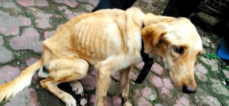 Stăpânul și-a aruncat câinele în canal și l-a lăsat să moară! După o lună s-a întâmplat ceva complet neașteptat