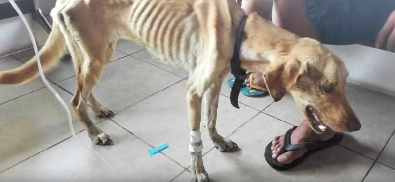 Stăpânul și-a aruncat câinele în canal și l-a lăsat să moară! După o lună s-a întâmplat ceva complet neașteptat