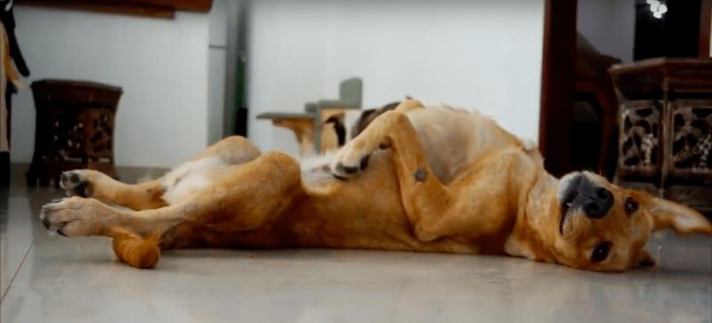 Stăpânul și-a aruncat câinele în canal și l-a lăsat să moară! După o lună s-a întâmplat ceva complet neașteptat