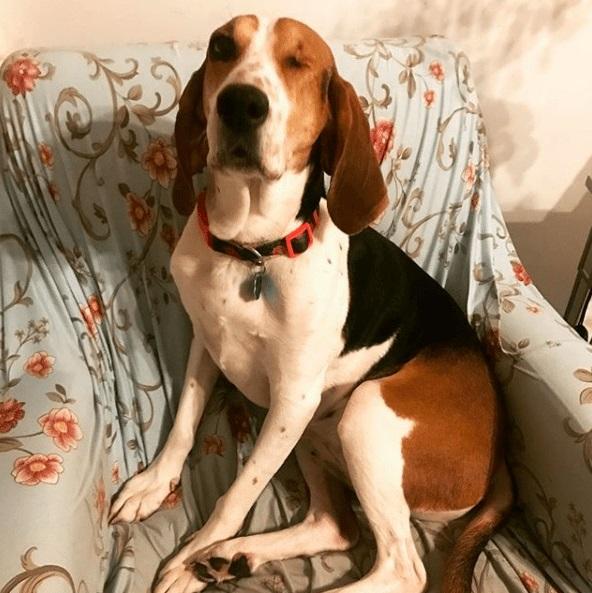 Tânăra a salvat un câine din adăpost, dar în scurt timp i s-a întâmplat un adevărat miracol! Ce a făcut patrupedul