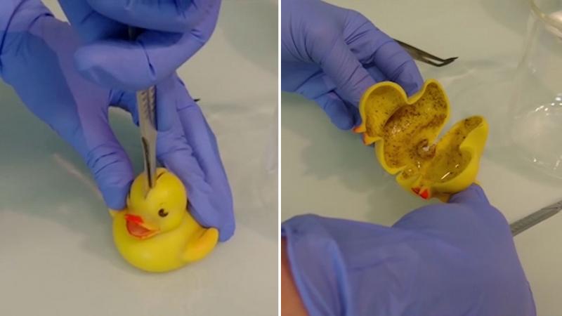 Imagini alarmante cu jucăria de baie preferată a copiilor! A tăiat o răţuşcă de cauciuc în două, însă ce a găsit în ea întrece orice imaginaţie