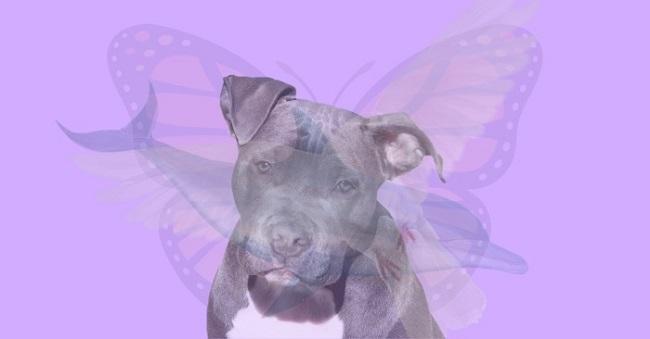 Cel mai tare test optic! Primul animal din cele patru pe care îl vezi îți dezvăluie cine ești, de fapt